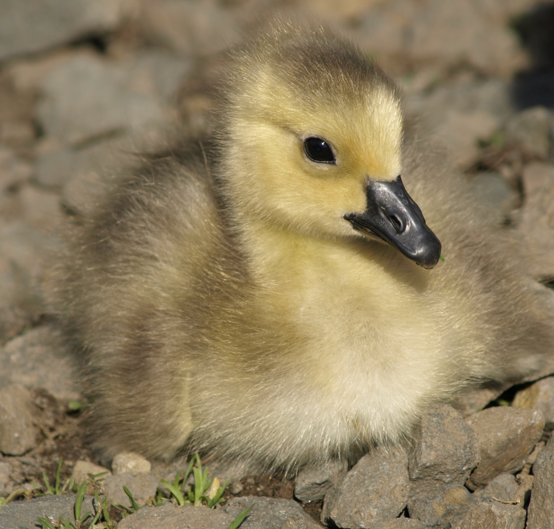 Canada Goose gosling
