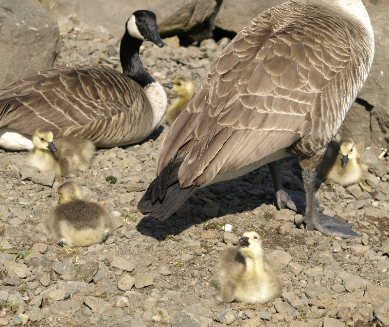Canada Geese family