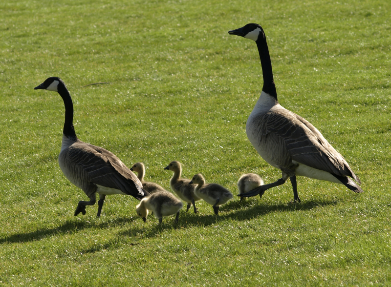 Canada Geese family