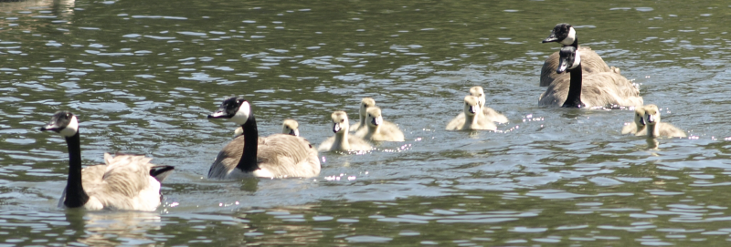 Canada Geese families