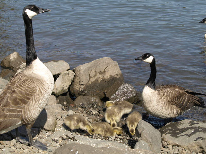 Canada Geese family