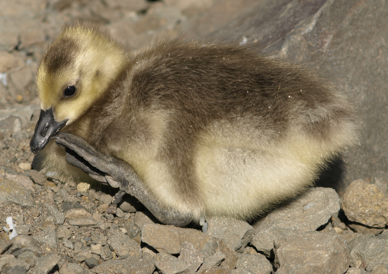 Canada Geese gosling