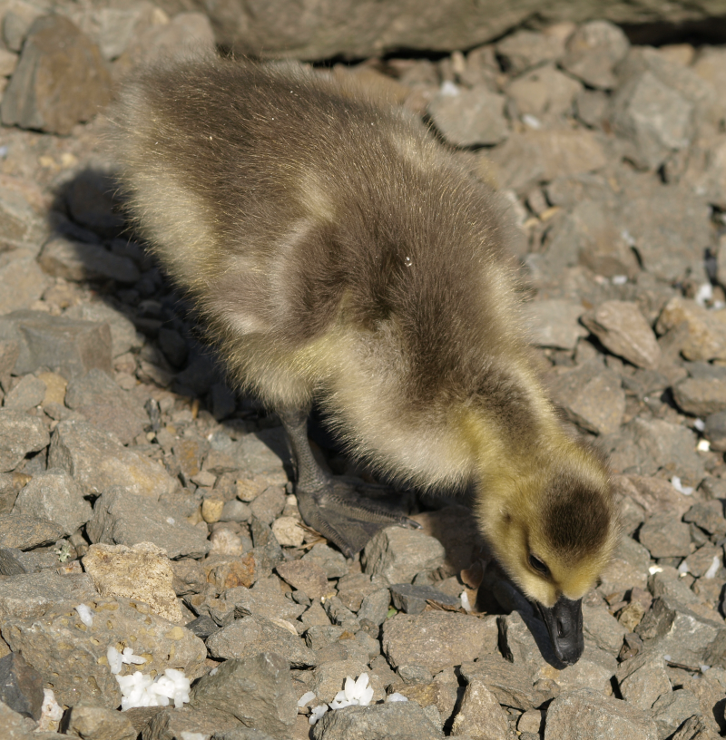 Canada Geese gosling eating rice