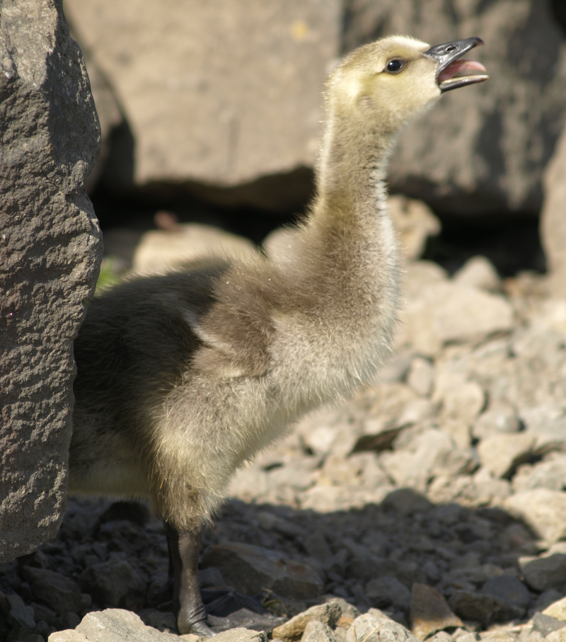 Canada Geese gosling sounding off
