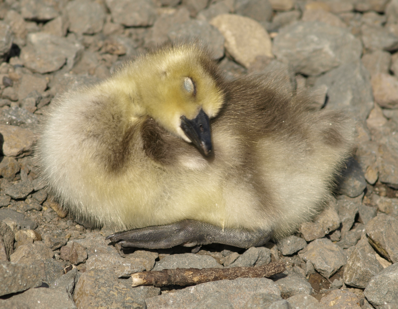 Canada Geese gosling sleeping