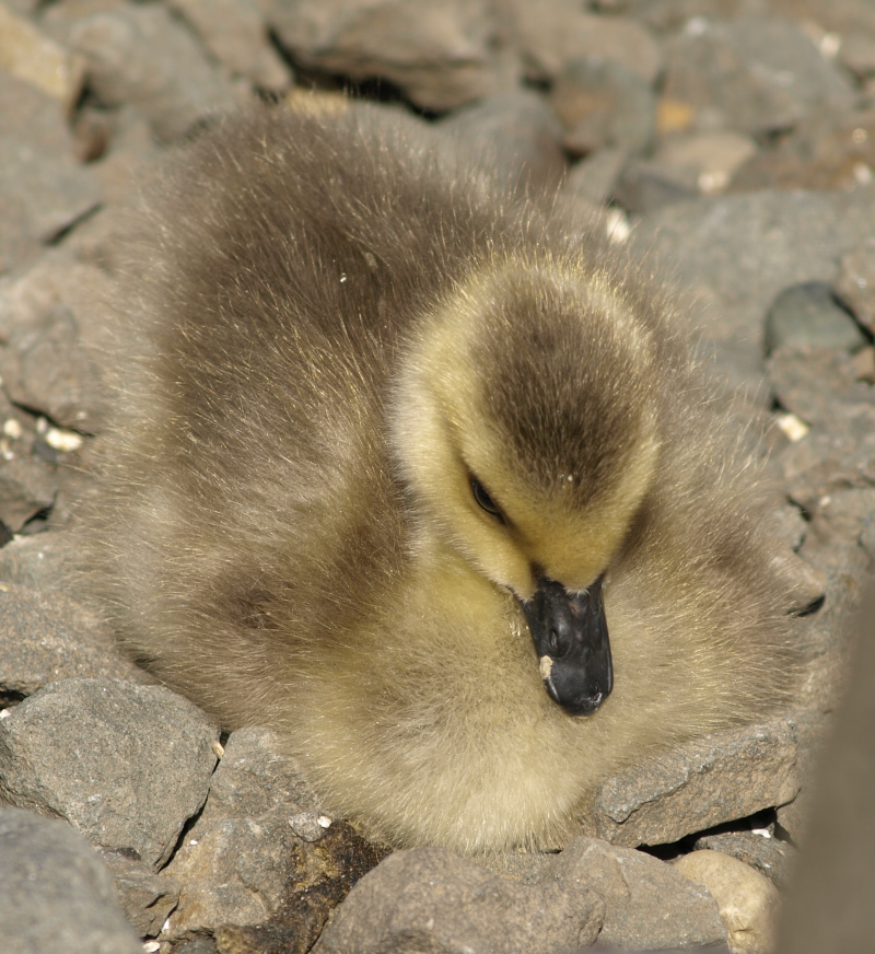 Canada Geese gosling