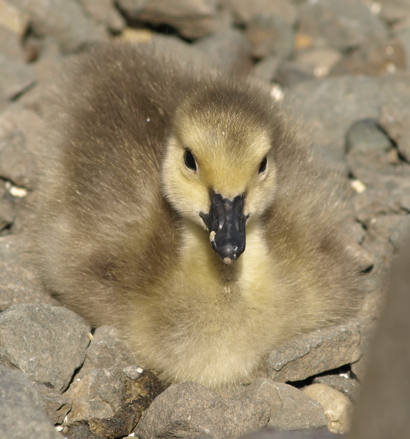 Canada Geese gosling