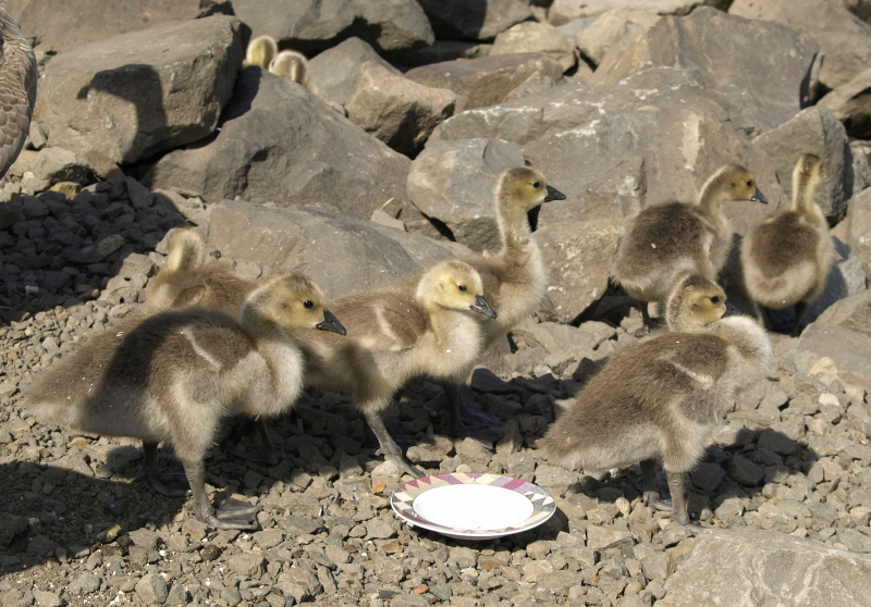 Family with 7 Canada Geese goslings