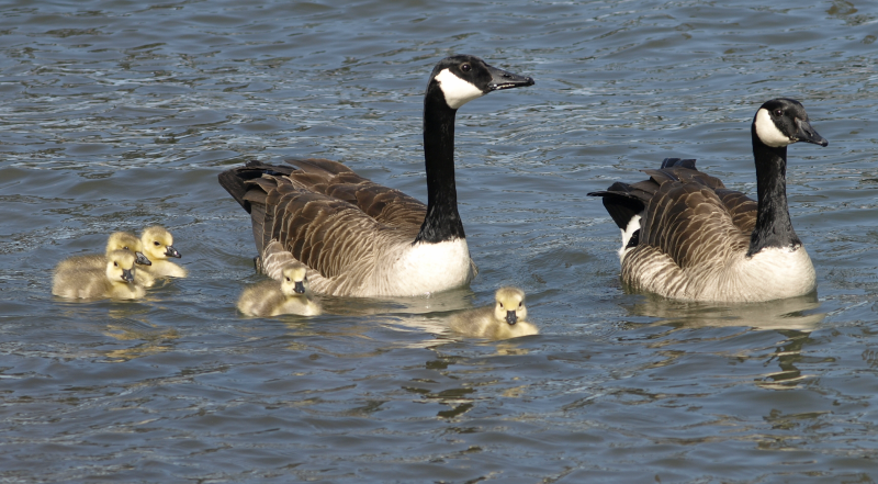 Carmen's Family, with 5 Canada Geese goslings