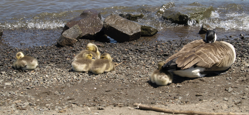 Carmen's Family, with 5 Canada Geese goslings