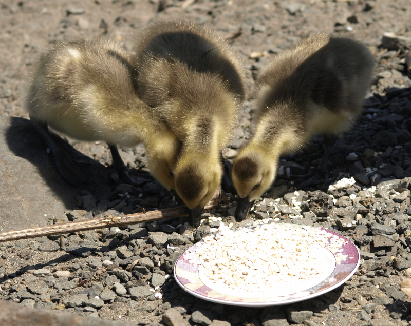 3 Canada Goose goslings