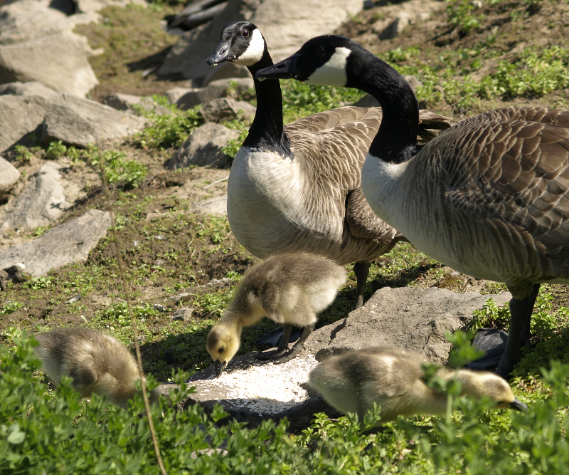 Carmen's Canada Goose family with goslings