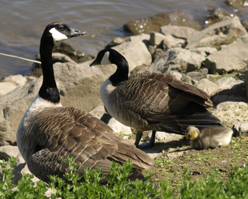 Carmen's Canada Goose Family