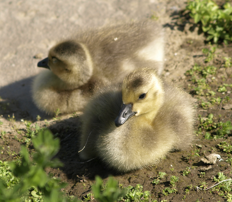 Carmen's siblings == Canada Goose goslings