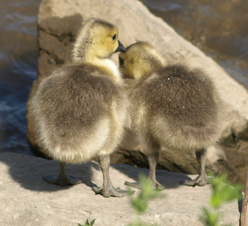 Carmen + sibling == Canada Goose goslings