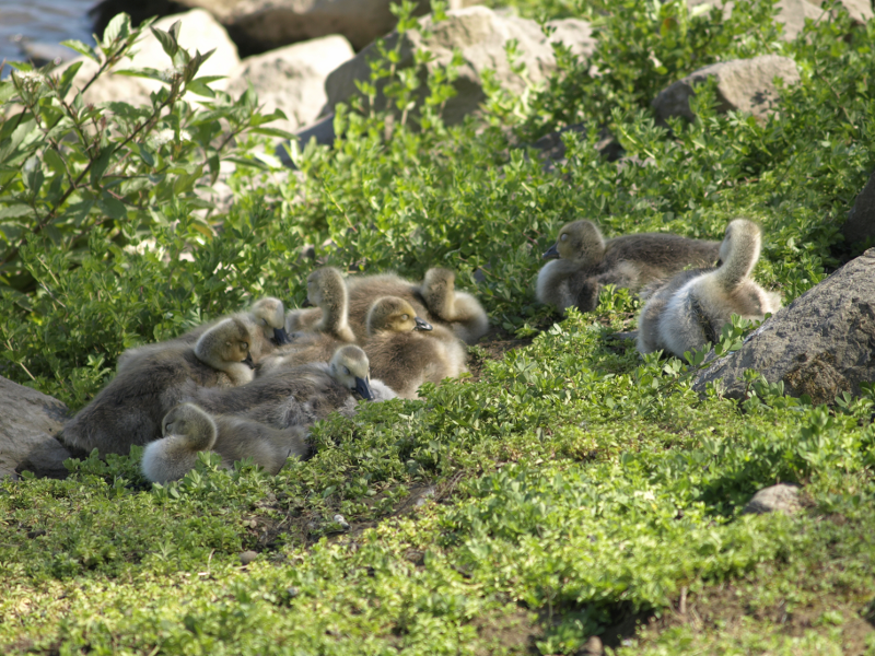 Canada Goose family with 9 goslings