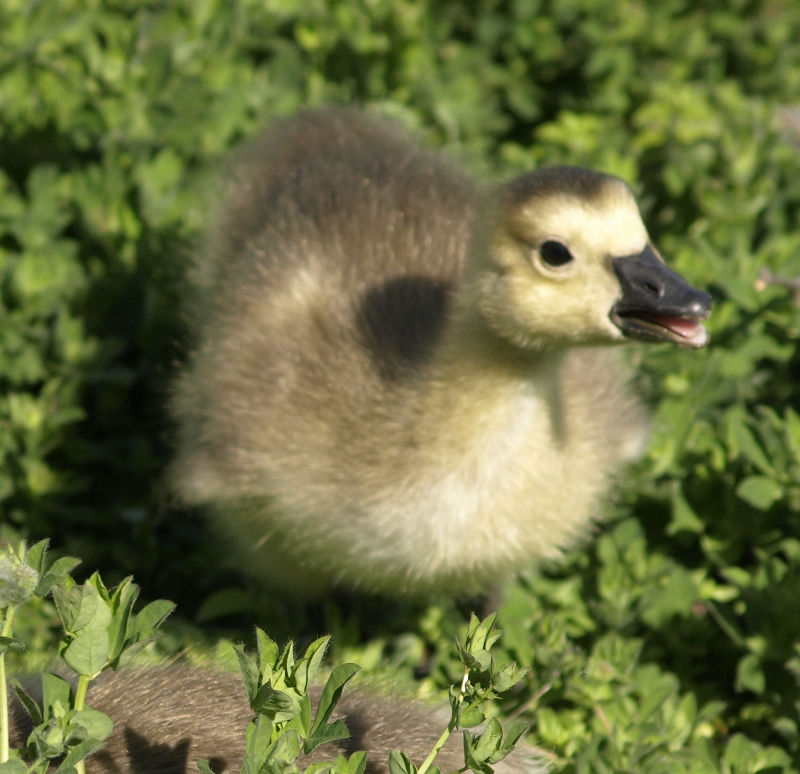 Canada Goose gosling begging