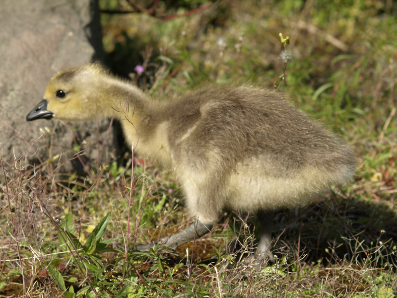 Canada Goose gosling prowling for food