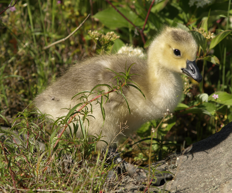 Canada Goose gosling