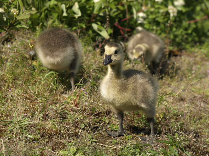 Carmen + siblings == Canada Goose goslings