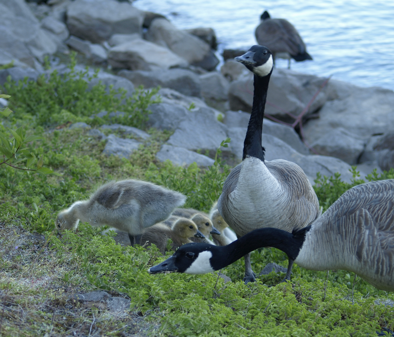 Canada Goose family with 5 goslings