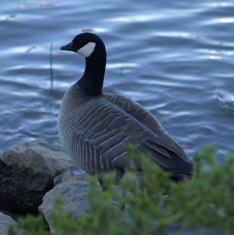 Cackling Goose