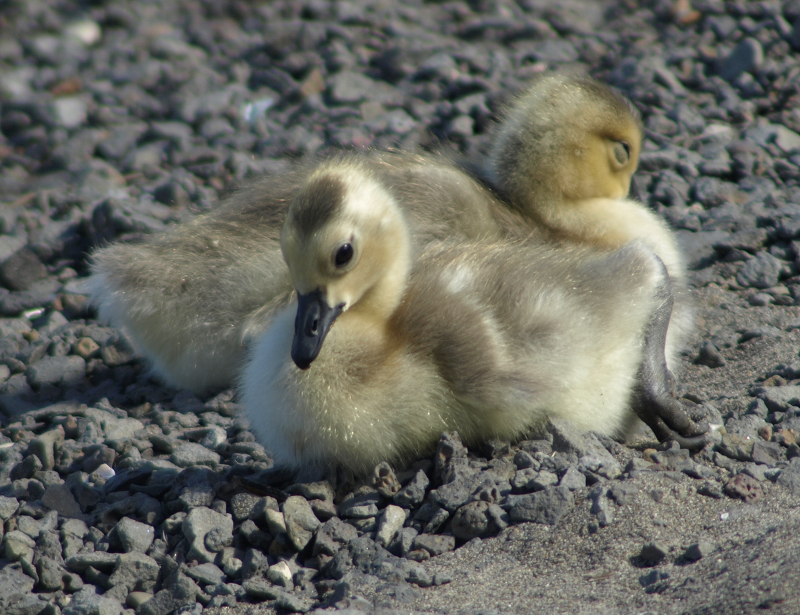 2 Canada Goose goslings