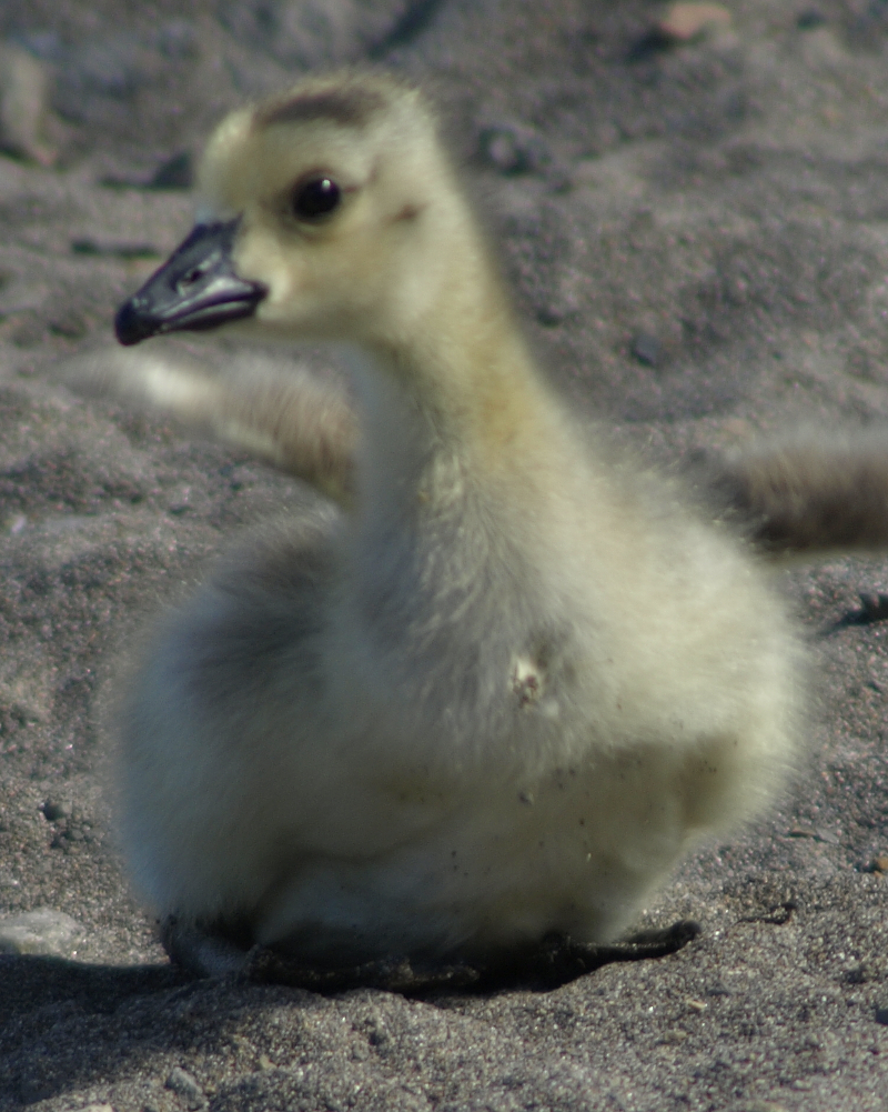 Canada Goose gosling