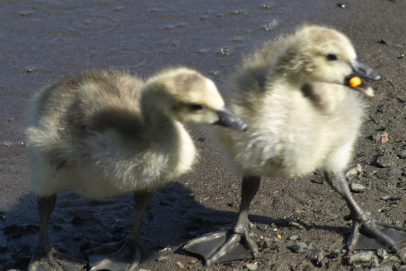 Canada Goose goslings