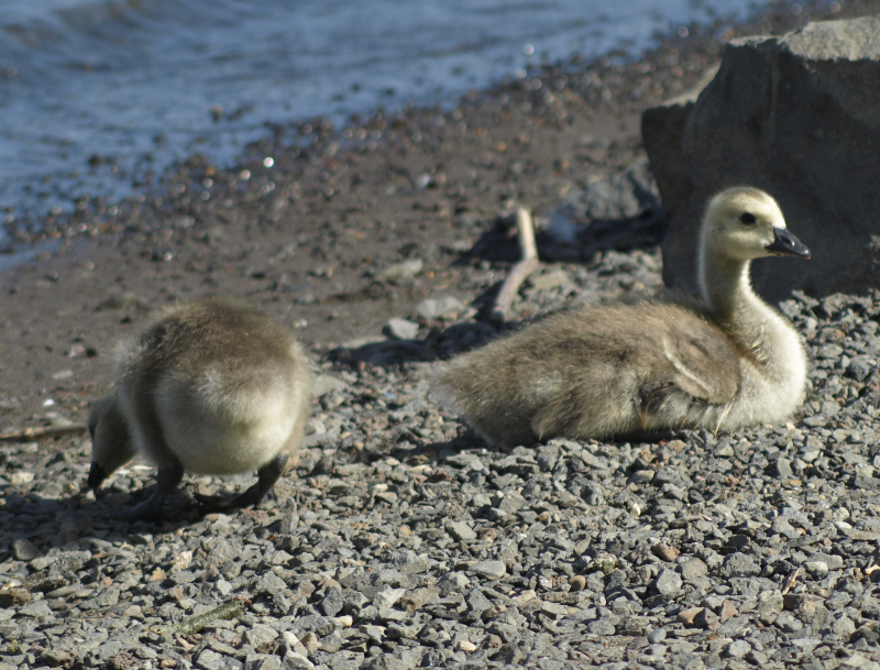 Canada Goose goslings