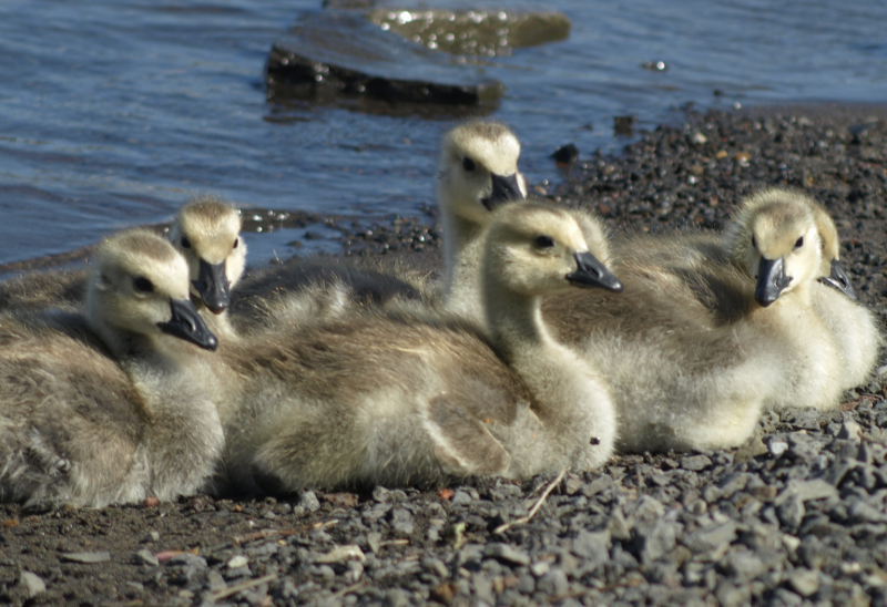Canada Goose goslings