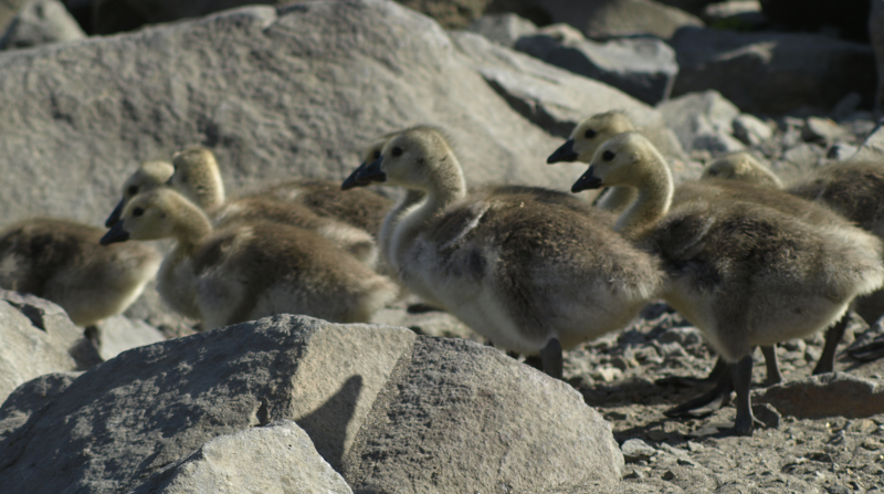 Canada Goose goslings