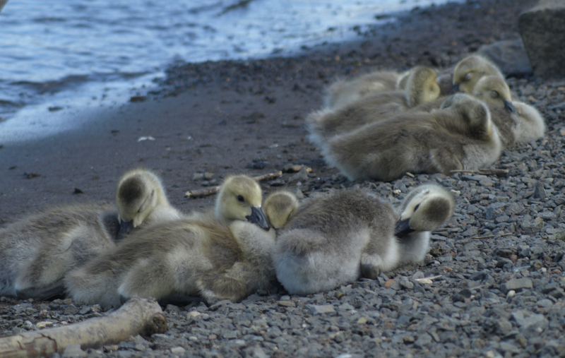 Canada Goose goslings