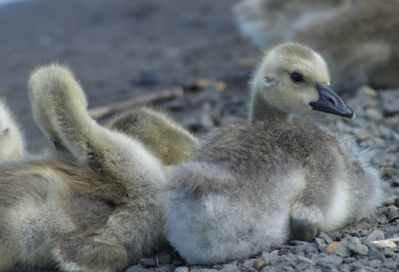 Canada Goose goslings