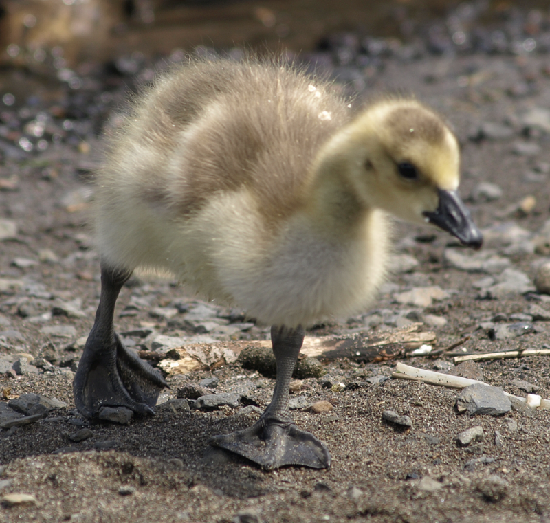 Carmen the Canada Goose gosling