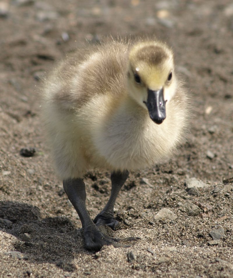 Carmen the Canada Goose gosling