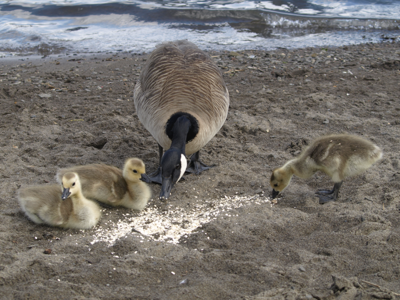 Canada Goose family with goslings