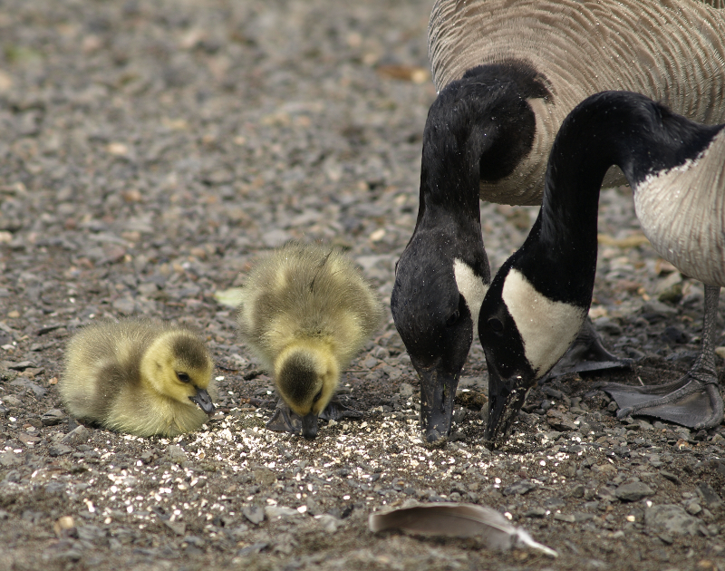 Canada Goose family with goslings