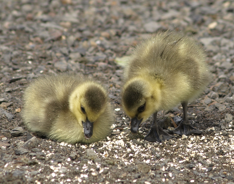 Canada Goose family with goslings