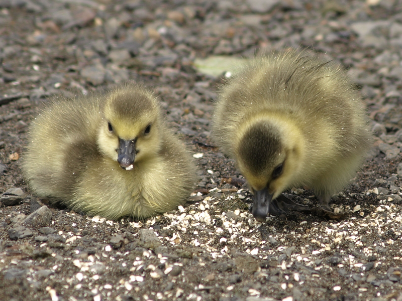 Canada Goose family with goslings