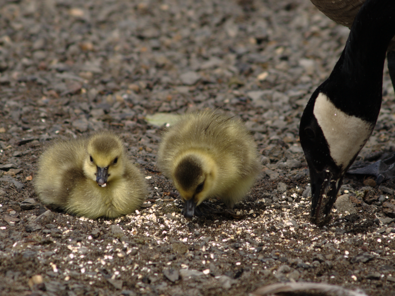 Canada Goose family with goslings