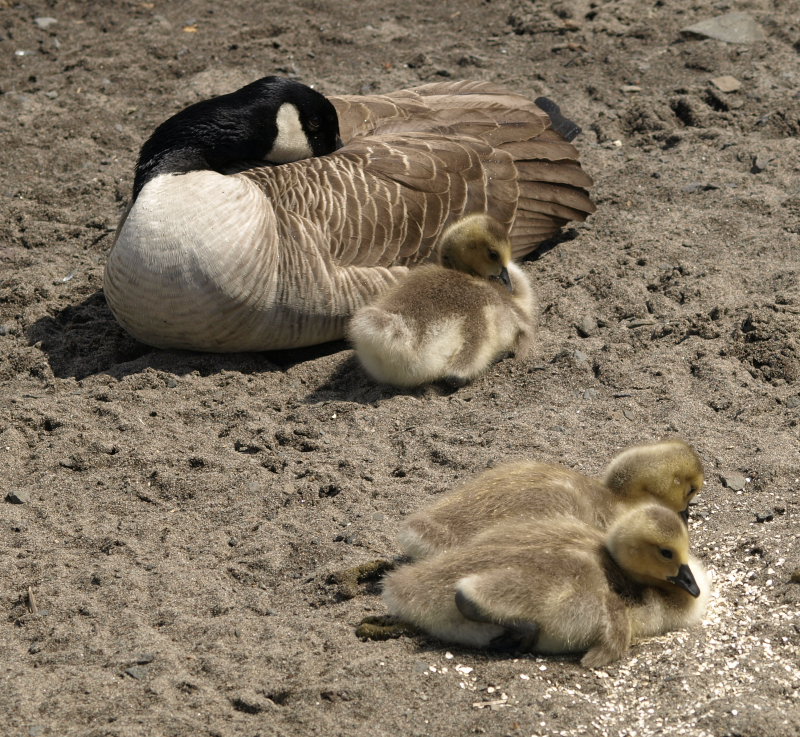 Canada Goose family with goslings
