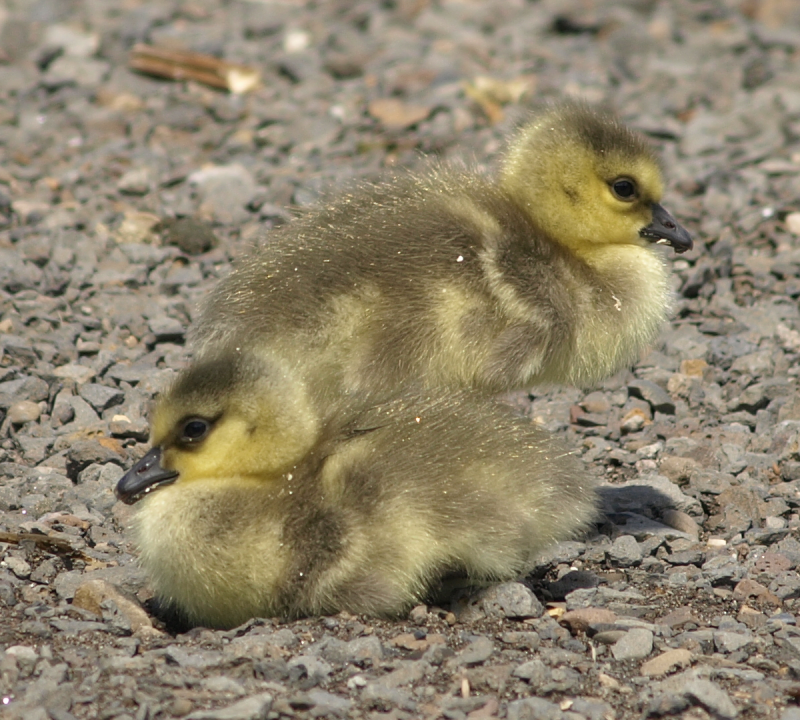 Canada Goose family with goslings