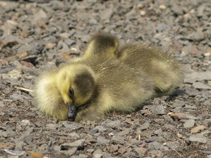 Canada Goose family with goslings