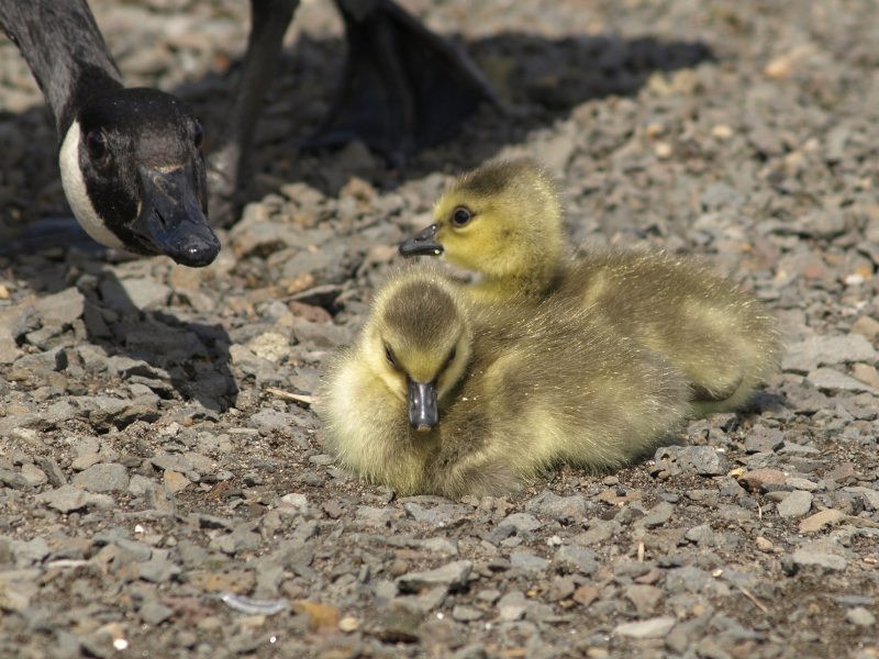 Canada Goose family with goslings