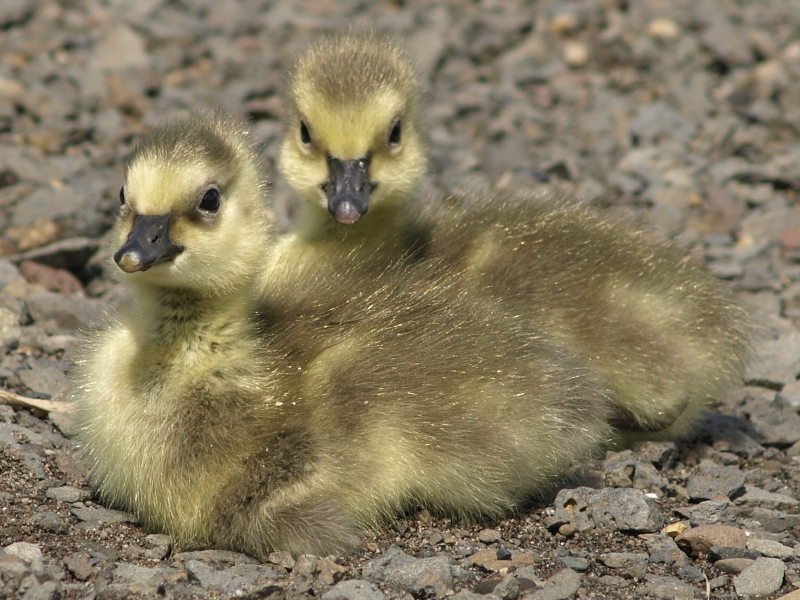 Canada Goose goslings