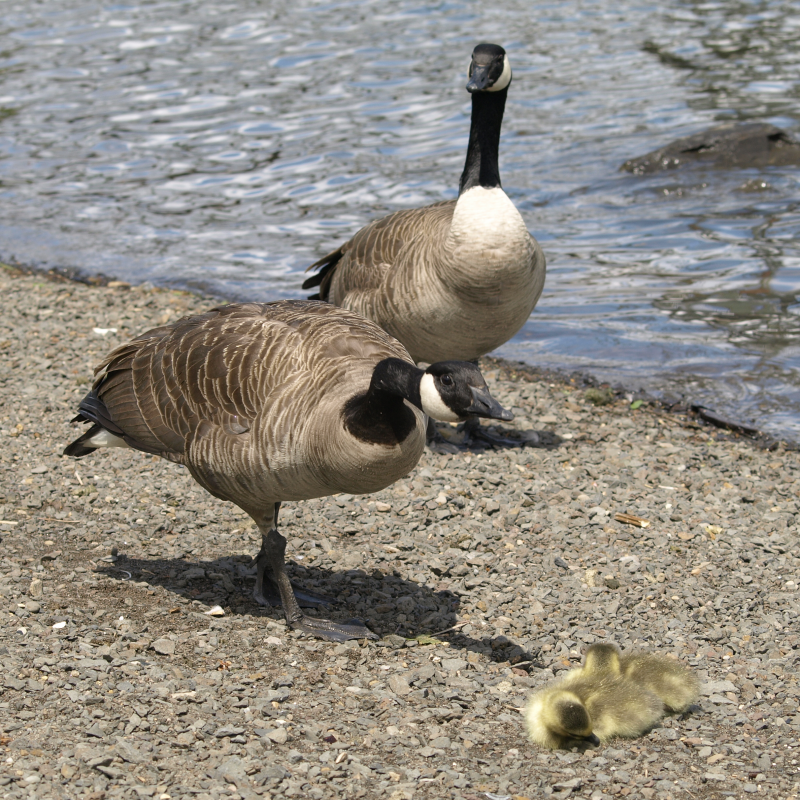 Canada Goose family with goslings