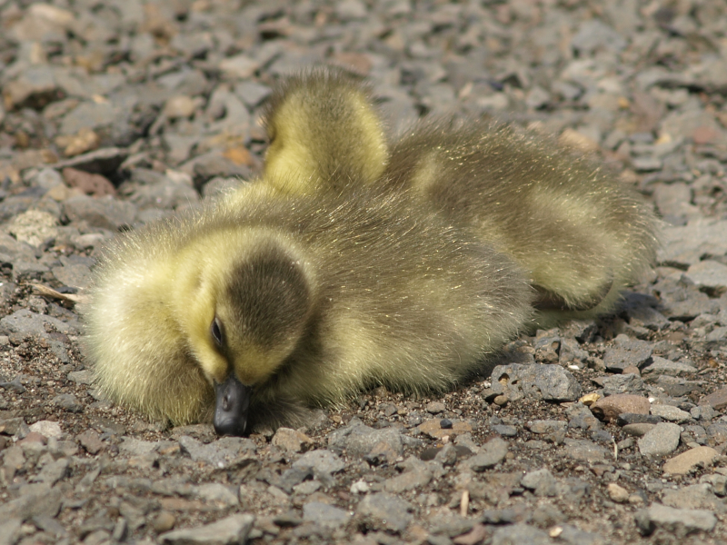 Canada Goose goslings