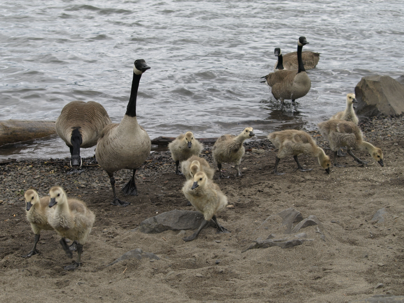 Canada Goose family with goslings