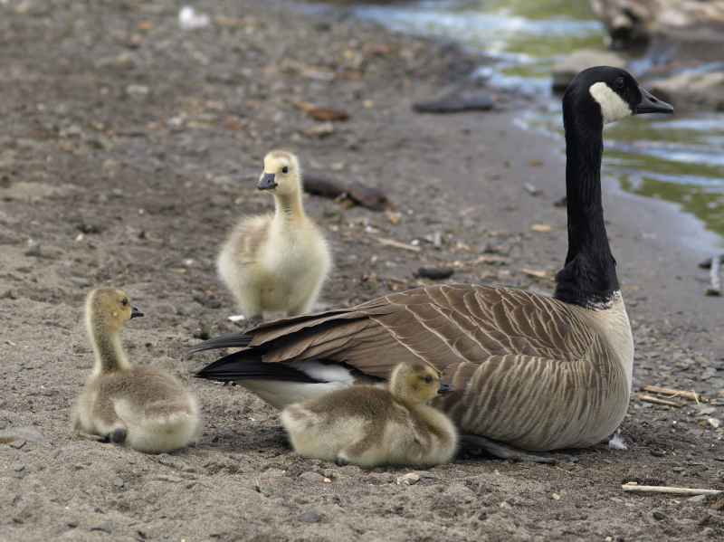 Canada Goose mother+ goslings